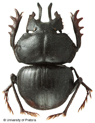 Escarabajo estercolero (Anomiopsoides heteroclyta)