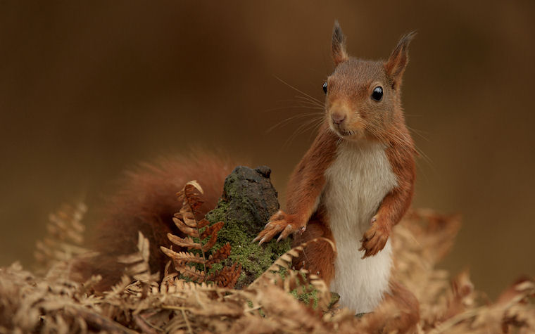 Just chilling by Edwin Kats - Ardilla curiosa - Squirrel