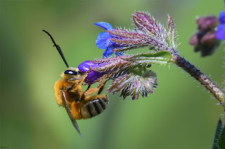 abeja-longicorne-eucera-longicornis-