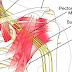 Brachial plexus