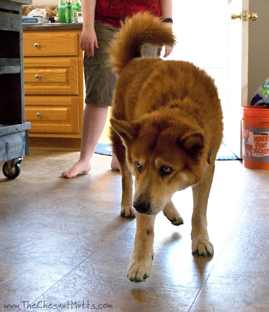 Jake walking with ease with Dr. Buzby's ToeGrips