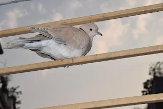 Eurasian collared dove bird