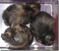 blacktoto