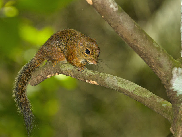 Slender Squirrel - Sundasciurus tenuis