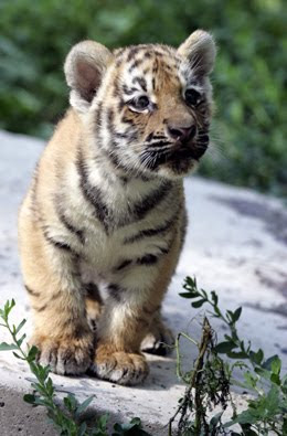 One Pic: Baby Tiger