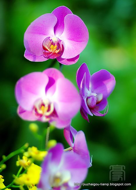 兰花 花:hua-09020512045241