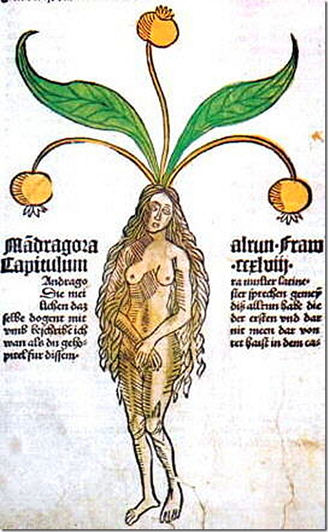 mandrag