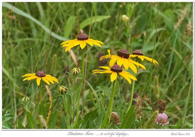 Lindentree Farm: ... in colorful displays...