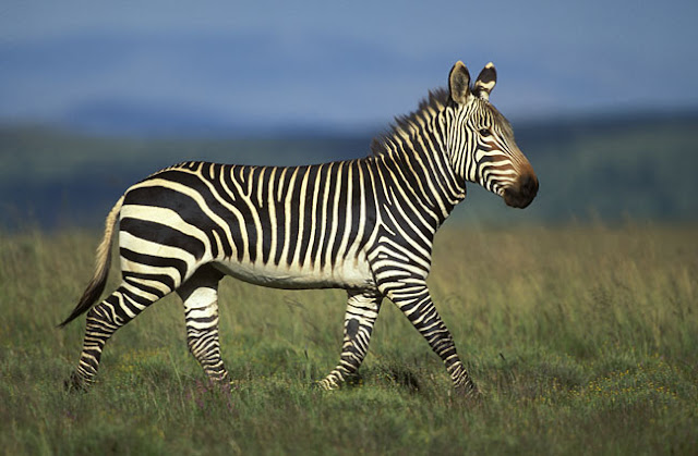 zebra Photo