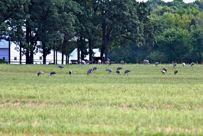 end of August sandhill crane flocks