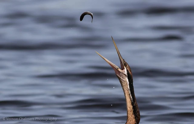 African darter fishing in the Diep River, Woodbridge Island, Cape Town Image 1 Copyright Vernon Chalmers Photography