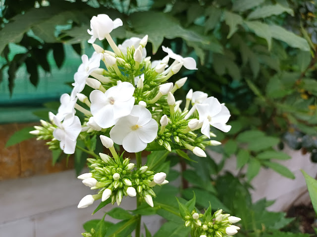 Flox paniculada (Phlox paniculata L.).