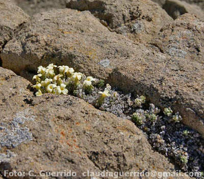 flora de los bosques patagonicos