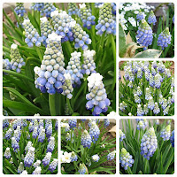 Мускари армянский (Muscari armeniacum) 'Ocean Magic'