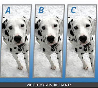 Quiz Diva Spot The Difference Puppy Spot The Different Dog - quiz respuestas 100 quizfame roblox knowledge quiz