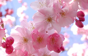 LayoutFlores-ETbM-0701