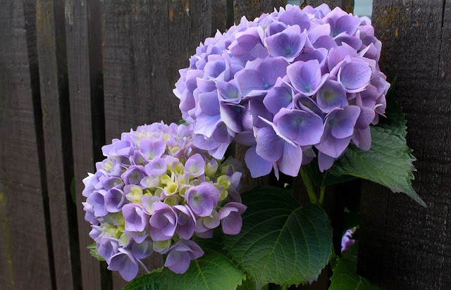 Hydrangea macrophylla