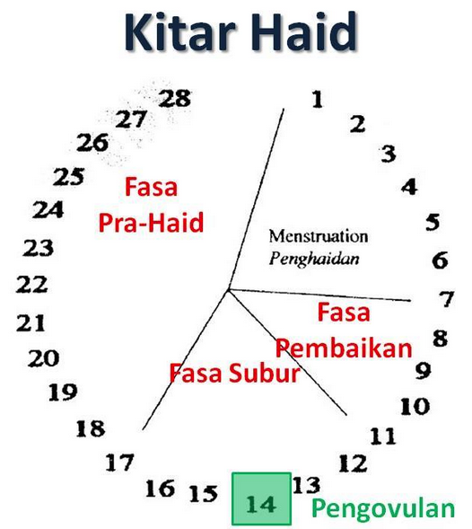 Pusrapi - Sembuh.Tanpa.Ubat: Pusrapi Info : KENAPA PERLU TAHU WAKTU SUBUR WANITA?