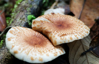 Brittle-gills (Russula sp)