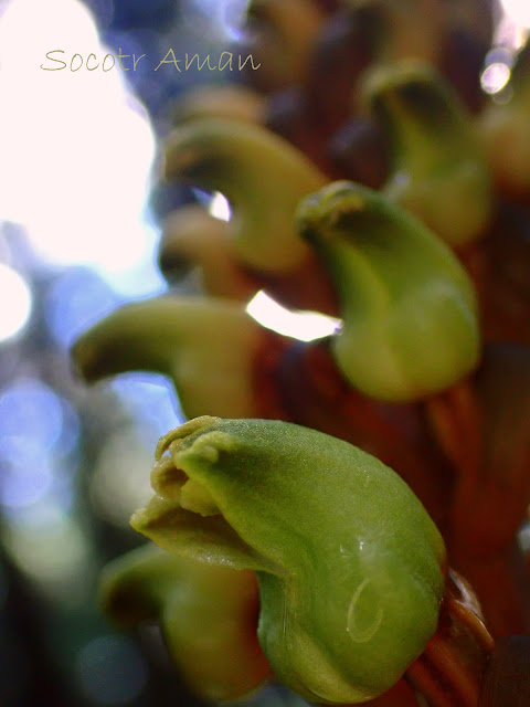 Gastrodia elata