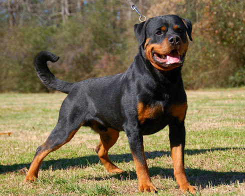 Rottweilers