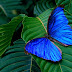 Free Download Blue Cute Butterfly Wallpapers