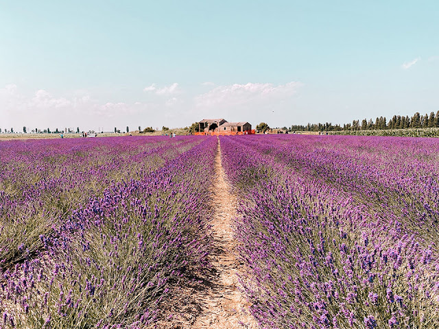 lavanda del delta