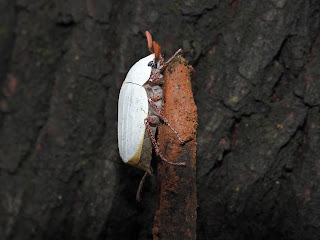 Large White Cockchafer in Wangling Park