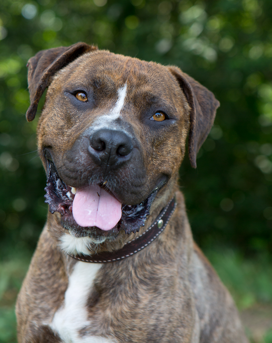 Shelter Dogs of Portland: "PETEY" loving young brindle Pitbull