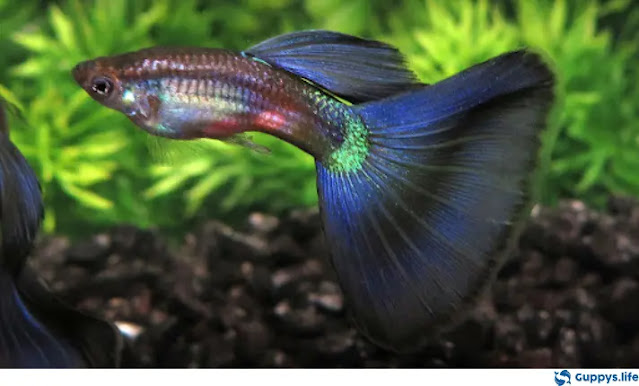 Purple Moscow Guppy