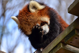 40 Adorable red panda pictures (40 pics), red panda face palm