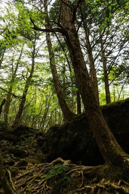 青木ヶ原樹海遊歩道（山梨）