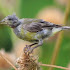 Merawat BURUNG CENDET Rontok Bulu atau Mabung [Moulting]