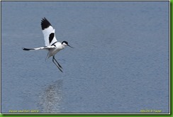 Slimbridge WWT - May