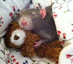 Funny animals of the week - 31 January 2014 (40 pics), rat sleeps hugging stuffed bear