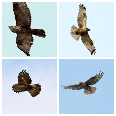 "Common Buzzard - Buteo buteo, a collage with different flying postures."