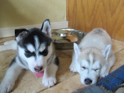 Husky puppies Seen On www.coolpicturegallery.us