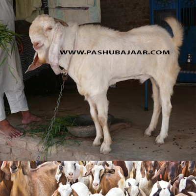 Goats for Bakra Eid (Id ul Adha) Qurbani ~ Buy Goats or 