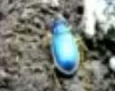 Foto Kumbang Epomismen
