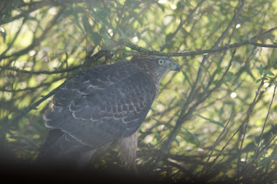 Hauk - Havik - Accipiter gentilis