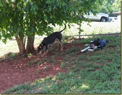 CvilleDogPark (1)