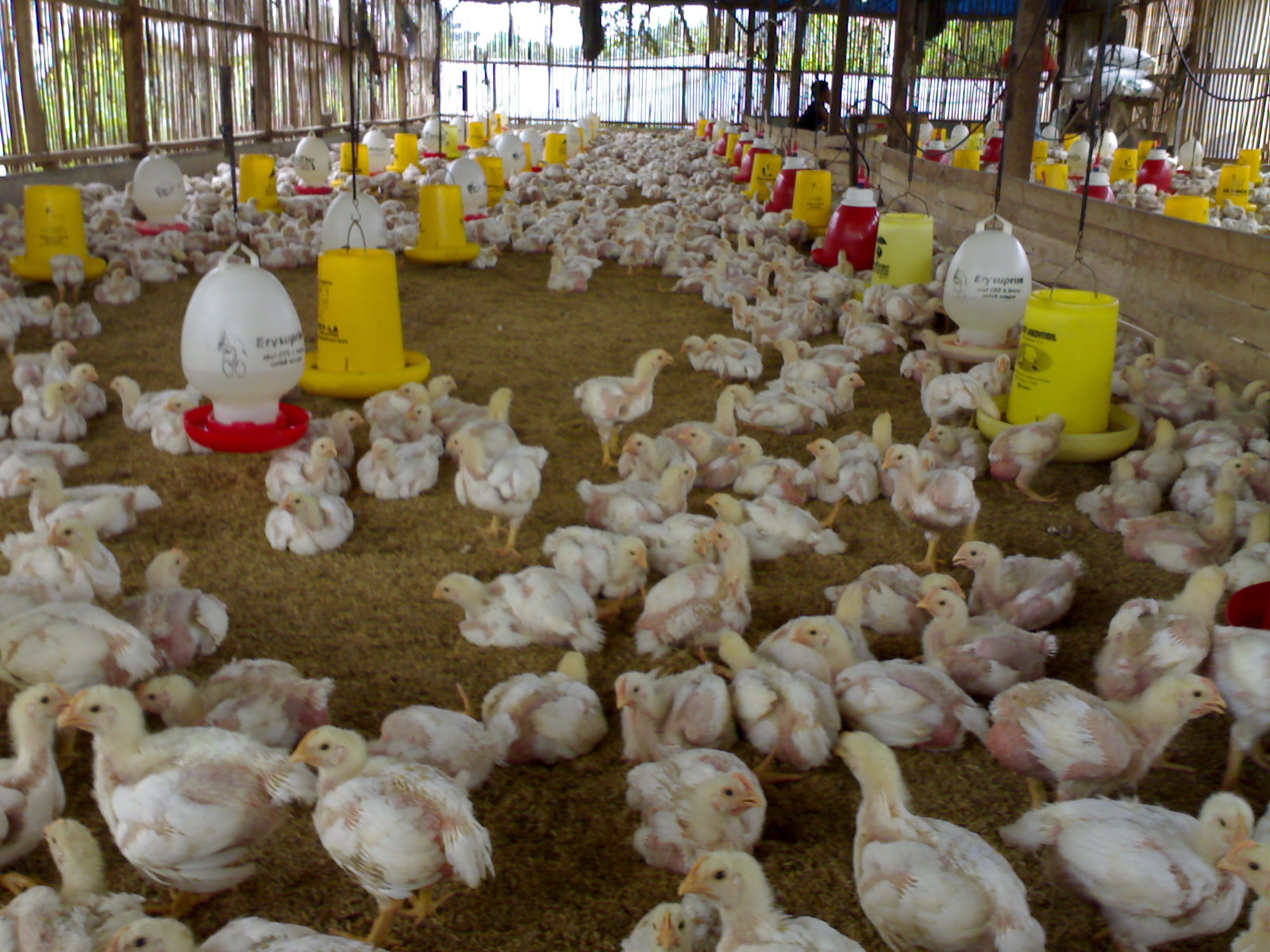 Supplier Ayam  Jual Ayam  Potong  dan Karkas UD Viky Bahagia