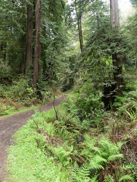 09: wide road and trees and green