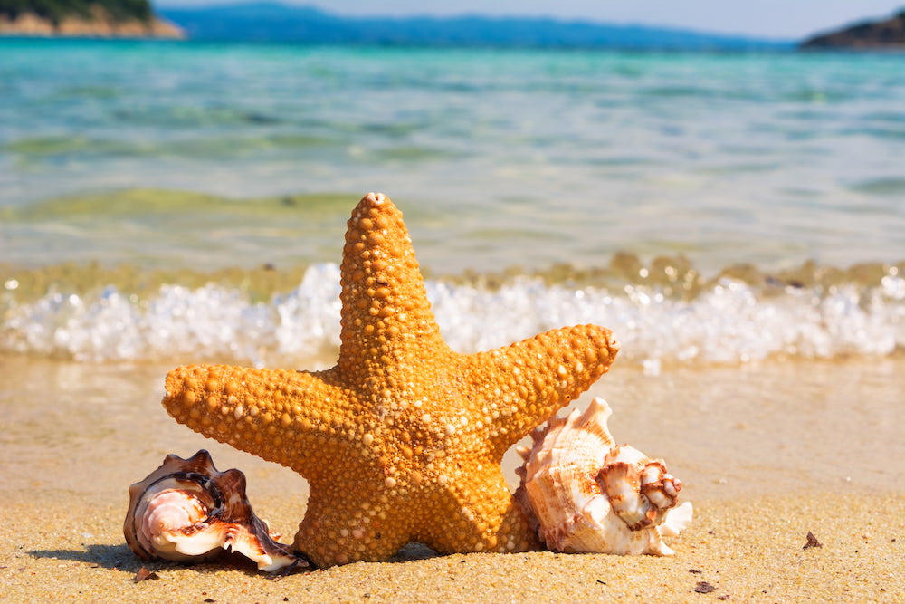 With the ocean in the background, a starfish stand upright in the sand, flanked by two seashells