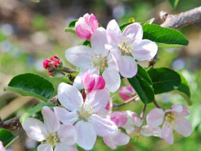 [無料ダウンロード！ √] リンゴ　花 164653-りんご 花言葉