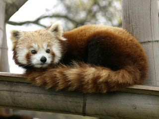 Panda roux - Ailurus fulgens - Panda fuligineux - Petit panda