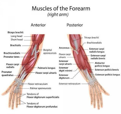 Best exercise for forearms mass