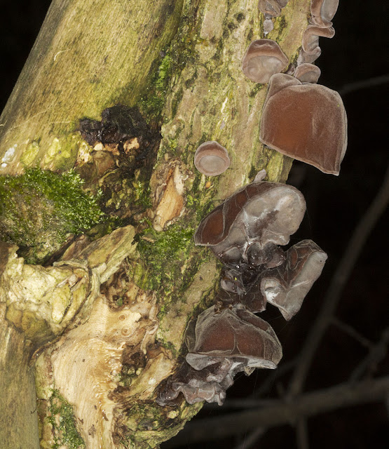 Jelly Ear, Auricularia auricula-judae. Lullingstone Country Park,  31 December 2011.