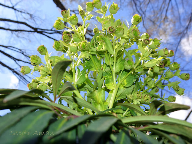 Helleborus foetidus