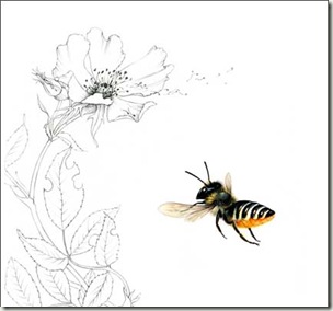 leafcutter bee bg